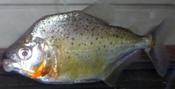 প্রিস্টোব্রাইকোন পিরানহা মাছ